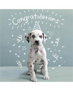 CONGRATULATIONS OPN 050 11519473 RSPCA 050 EVERYDAY (Pack Size: 6)