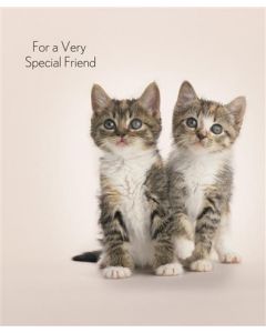 OPEN FEMALE 050 25446336 RSPCA 050 EVERYDAY (Pack Size: 6)