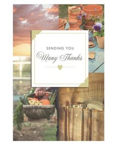 THANK YOU OPN 035 25501573 035 EVERYDAY (Pack Size: 6)