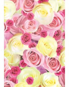 Gift Wrap Roses Roses (Pack Size: 24)